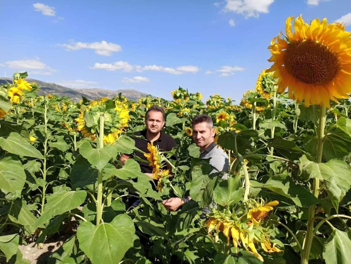 Afyon haberi… Dinar’da çerezlik ayçiçeği hasadı başladı