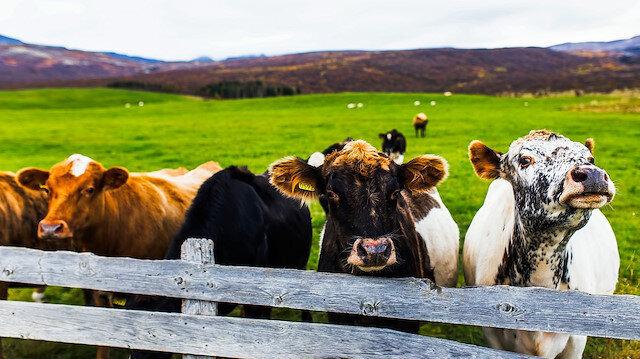 Et fiyatlarına bakanlık ayarı: 150 bin sığır ithal edilecek