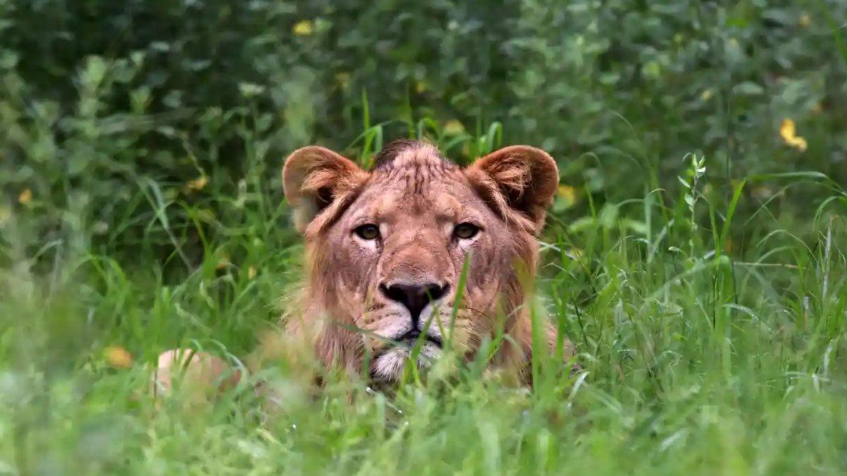 Gana’da, hayvanat bahçesine tırmanan adamı aslan parçaladı