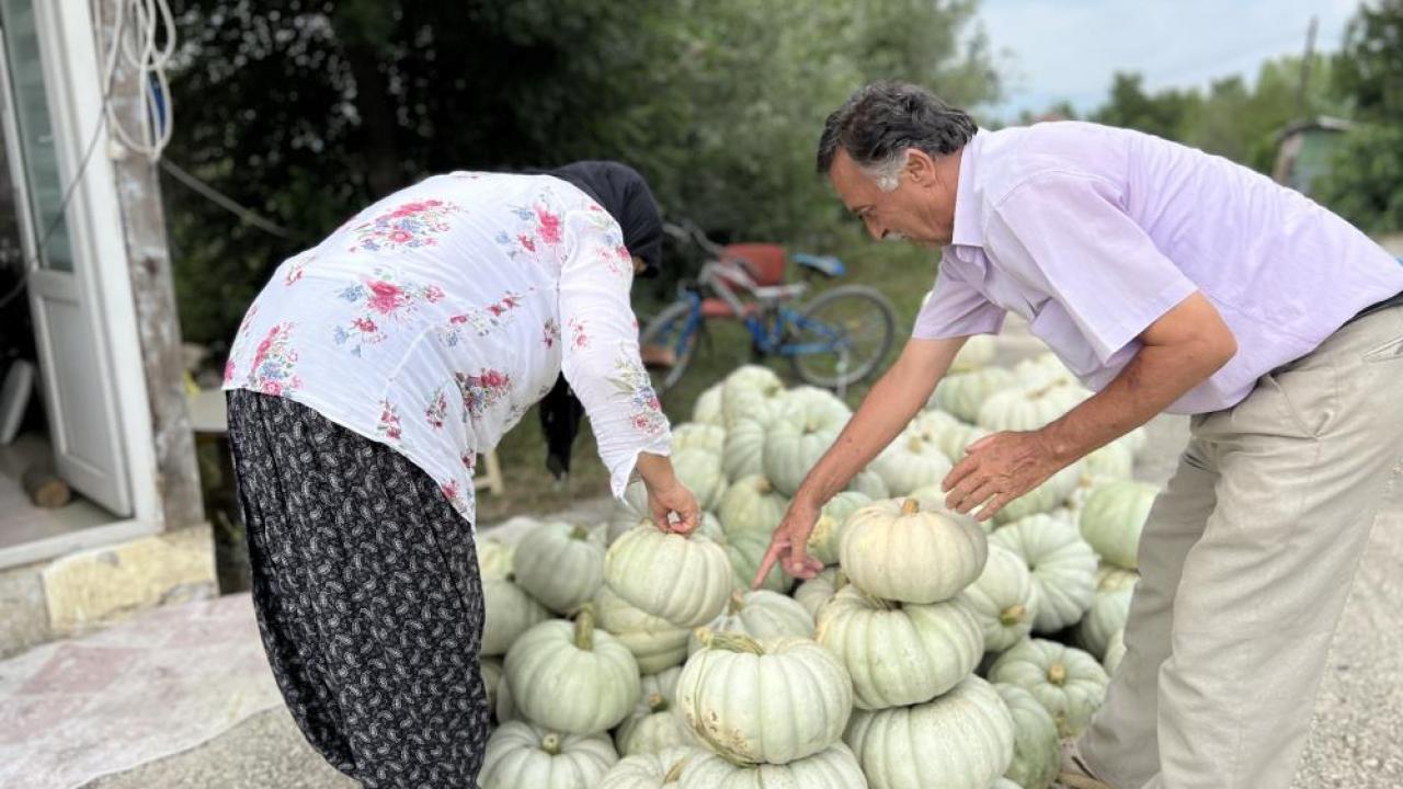 Hasadına 2 ay kala tezgaha indi, lezzetiyle diğer kabaklara fark atıyor