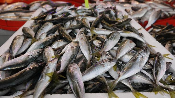 Karadeniz’de istavrit bolluğu; fiyatı yarıya düştü