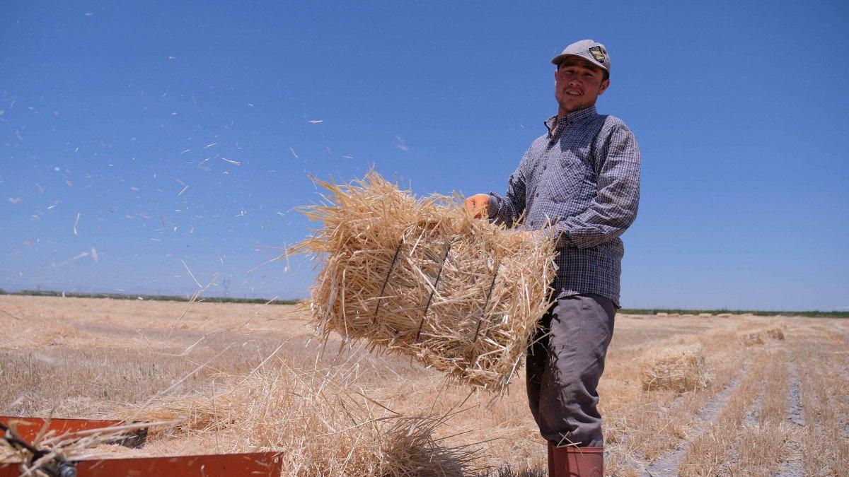 Konya’da tahıl hasadı 2,2 milyon ton oldu
