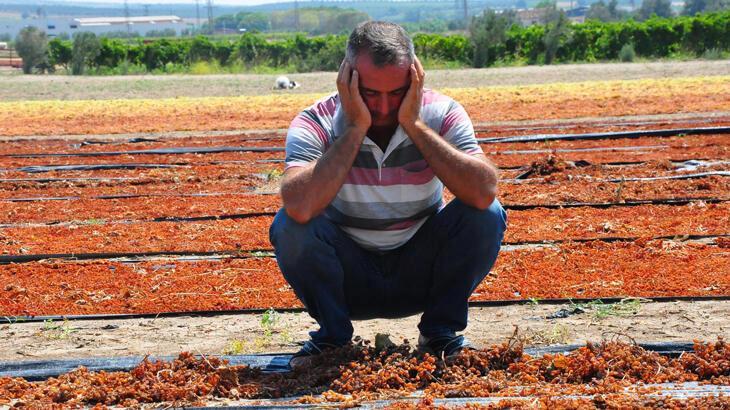 Manisa’da sağanak üzüm bağlarını vurdu