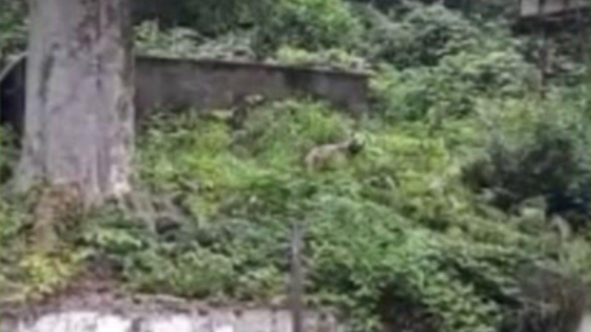 Rize’de 4 ayı, alabalık çiftliğinin etrafında görüntülendi