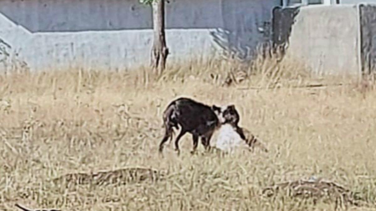 Ağrı’daki köpekler, 3 keçinin boynunu parçaladı