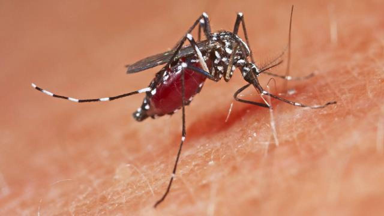 Singapur’da 2020’den beri ilk kez Zika virüsü görüldü