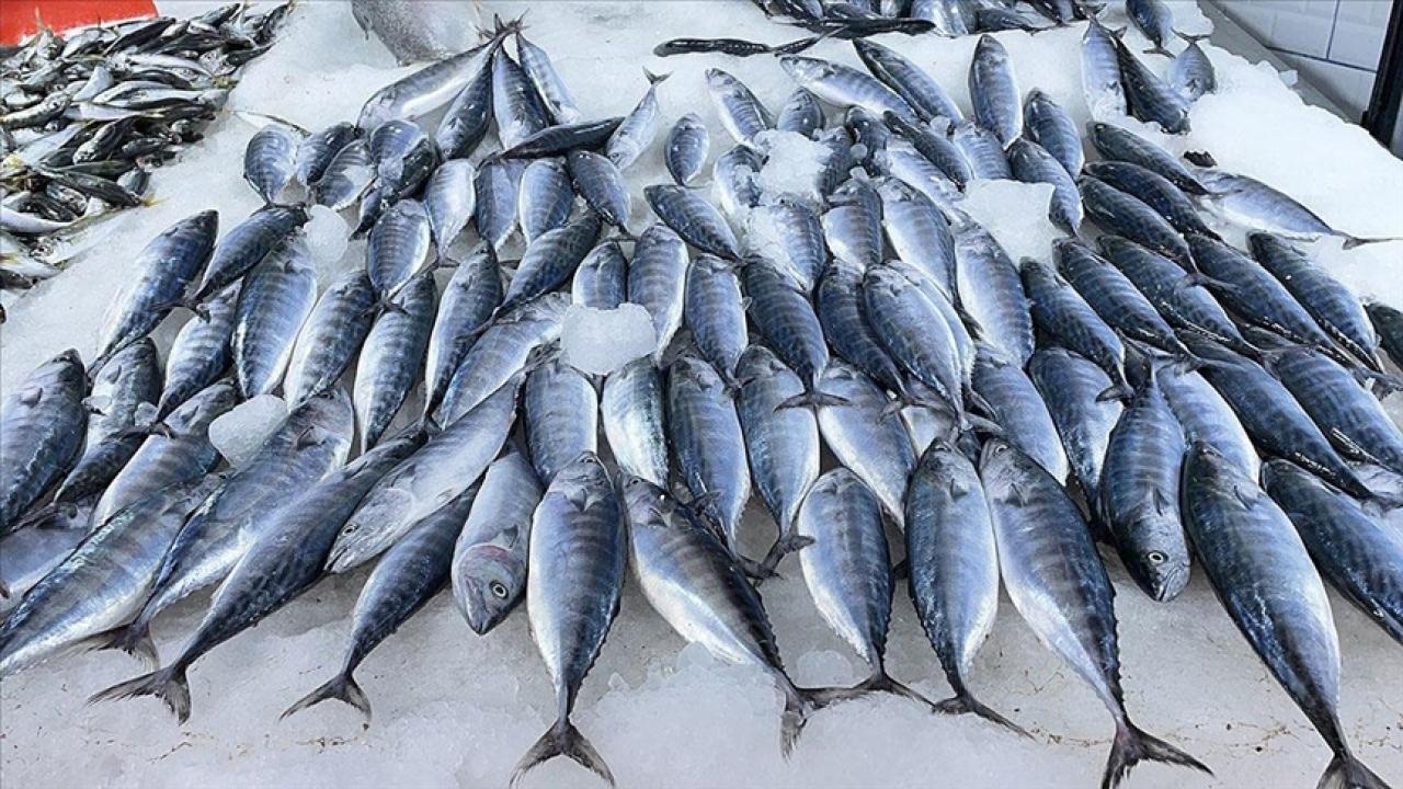 Karadeniz’de deniz suyu sıcaklığı balık avcılığını olumsuz etkiledi