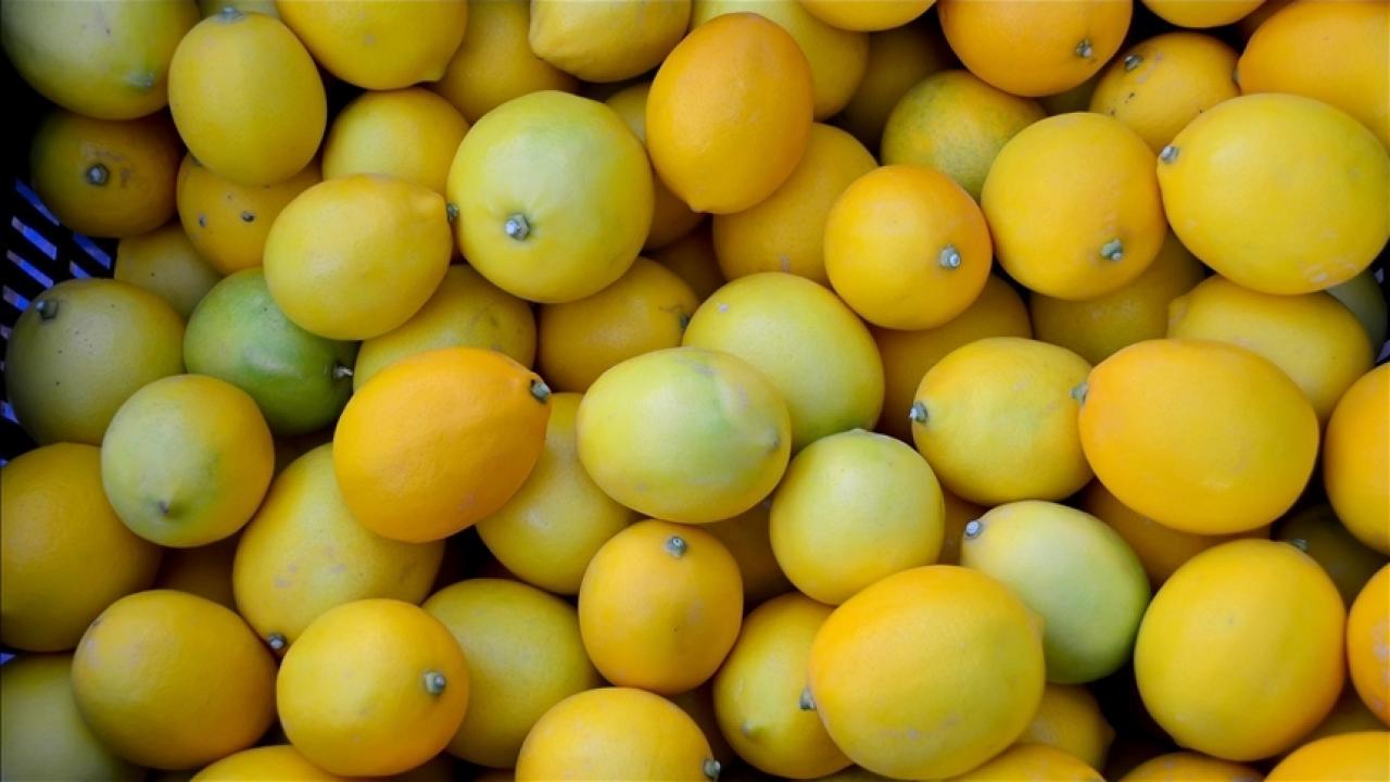 Sezonun ilk limonları 15 Eylül’de ihracat yolcusu