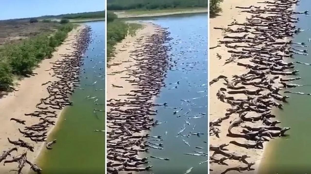 Brezilya’da korkutan görüntü: yüzlerce timsah karaya çıktı!