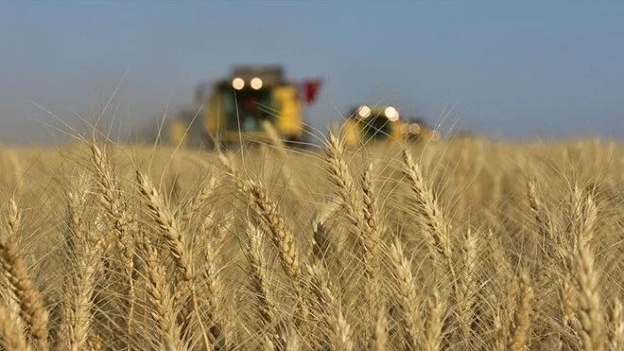 Buğday fiyatları iki ayın zirvesini gördü