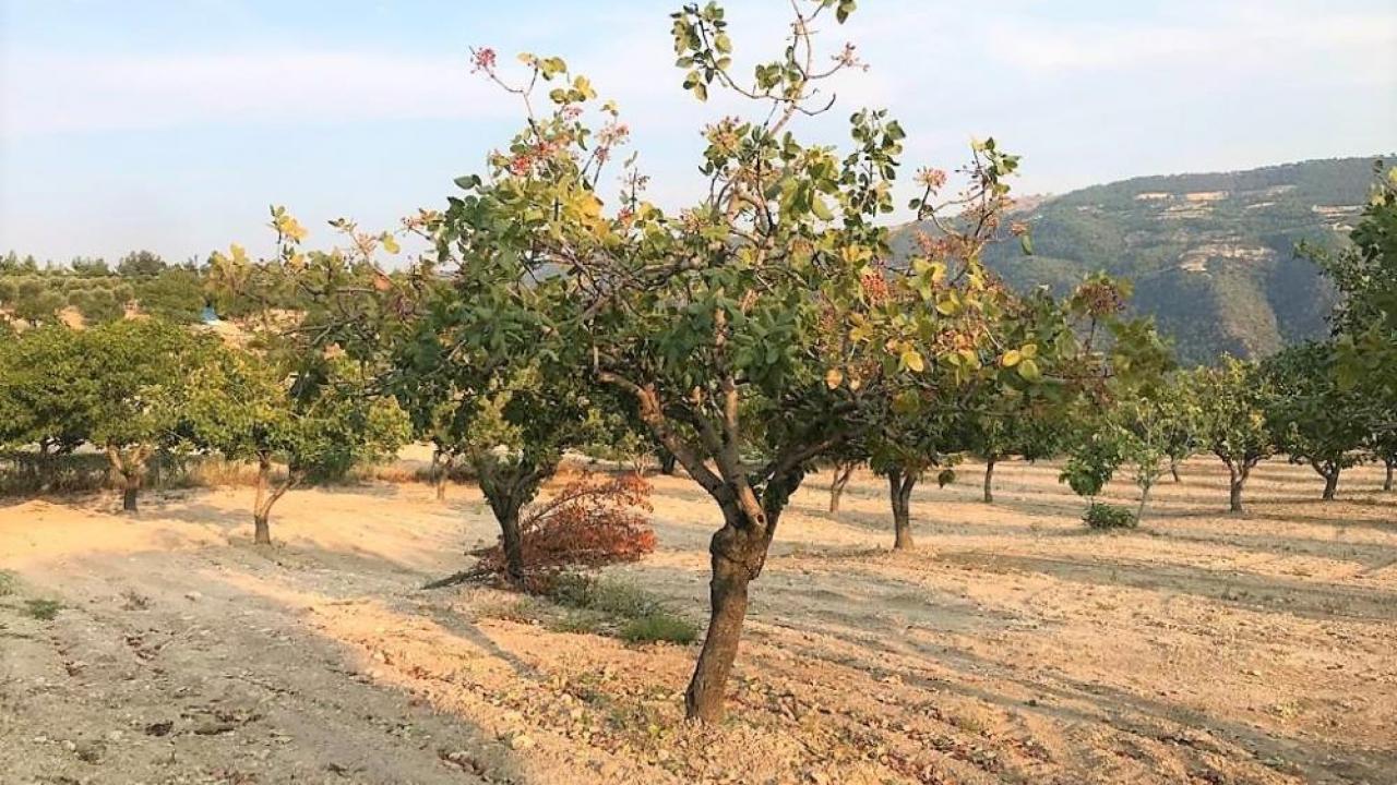 Denizli’de Antep fıstığı yetiştiriciliği yaygınlaşıyor
