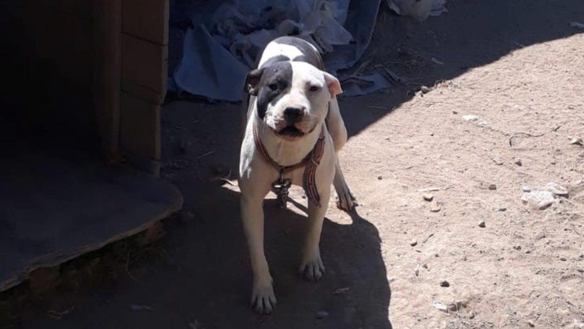 Konya’da pitbull besleyen şahsa ceza