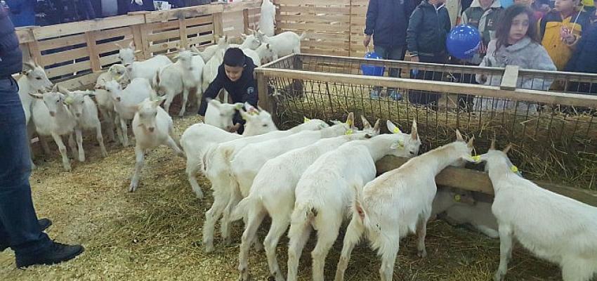 Mustafakemalpaşa’da koyun keçi ekipmanları tanıtım festivali hazırlıkları başladı