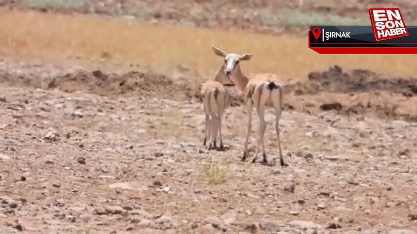 Terörün gölgesinden kurtulan Cudi Dağı’nda ceylan varlığı artıyor