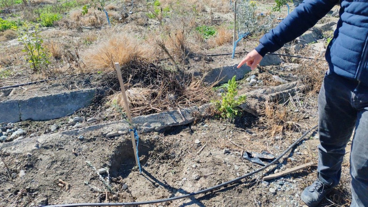 Hatay’da bahçesine ektiği zeytin fidanları çalındı