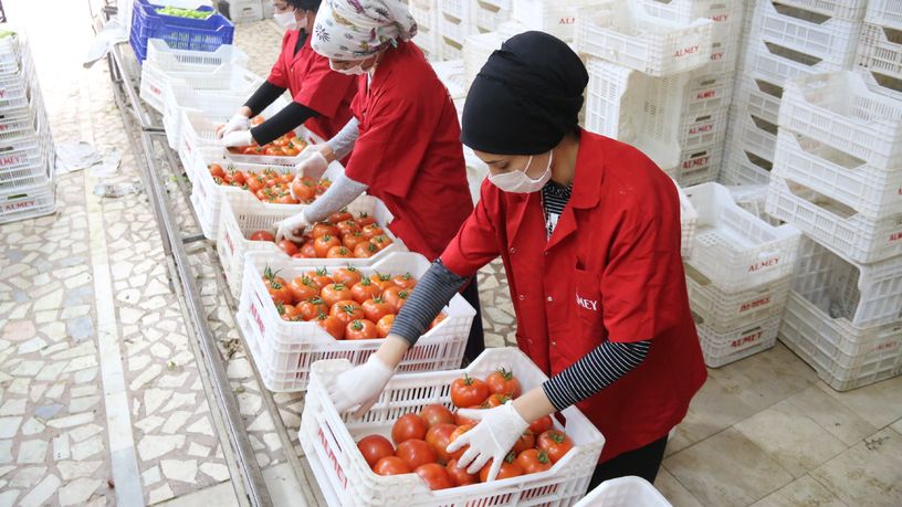 “Bu fiyatlar pestisit kalıntı problemini artırır”