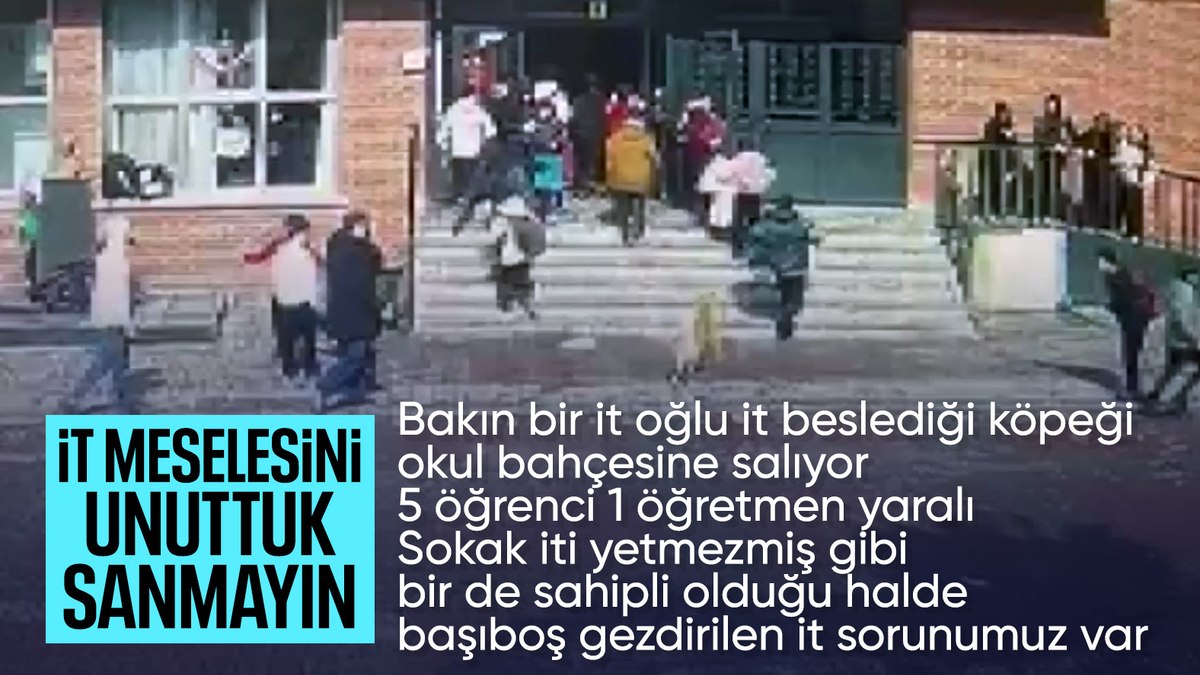 İstanbul’da okul bahçesinde köpek paniği: 5 öğrenci ve 1 öğretmeni ısırdı