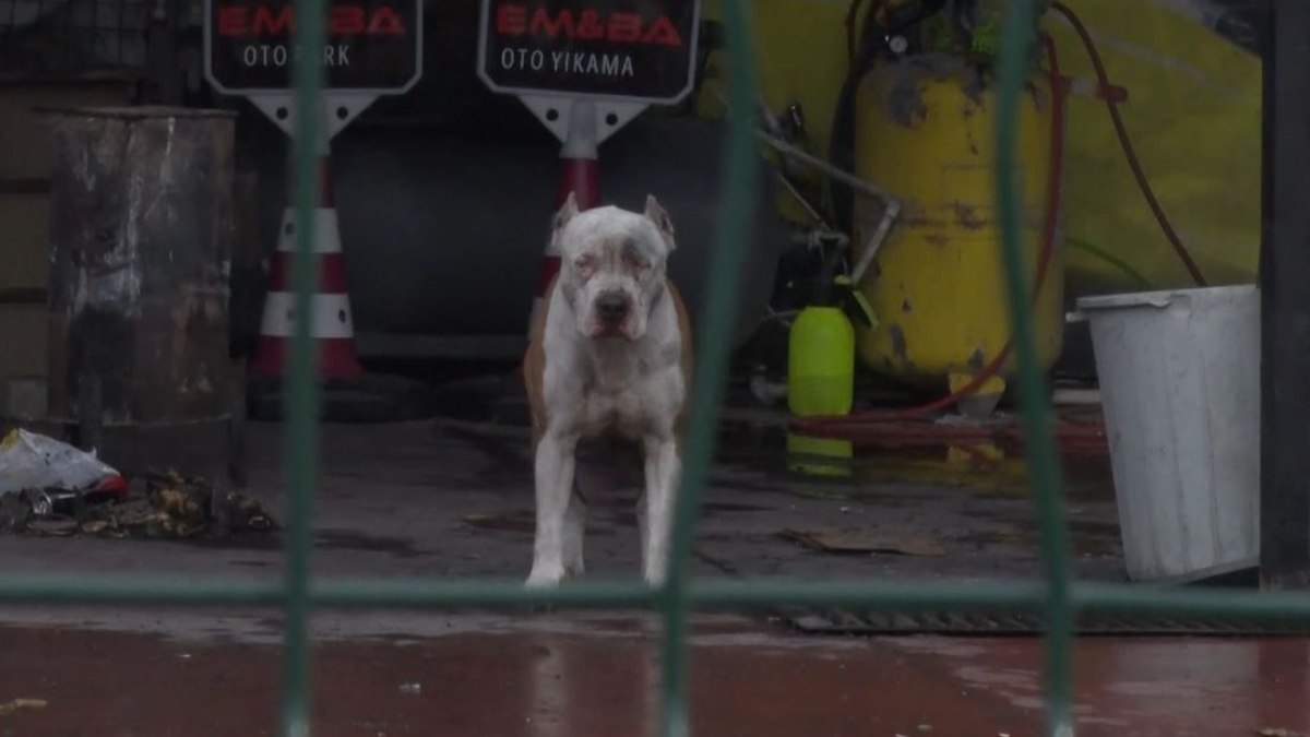 İstanbul’da Pitbull cinsi köpekler dehşet saçtı