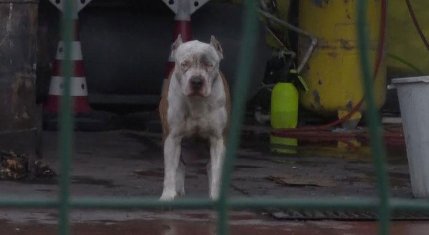 İstanbul’da Pitbull dehşeti! Sahibini ve arkadaşını hastanelik etti