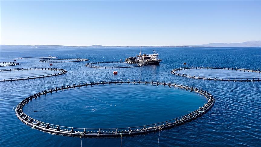 Karadeniz’in su ürünleri ihracat geliri 19 milyon doları aştı