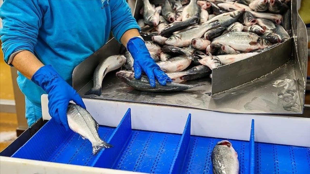 Karadeniz’in su ürünleri ihracatı bir ayda 19 milyon doları aştı