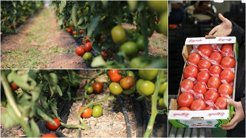 Kumluca ve Finike’nin domateslerini “dünya” tadıyor