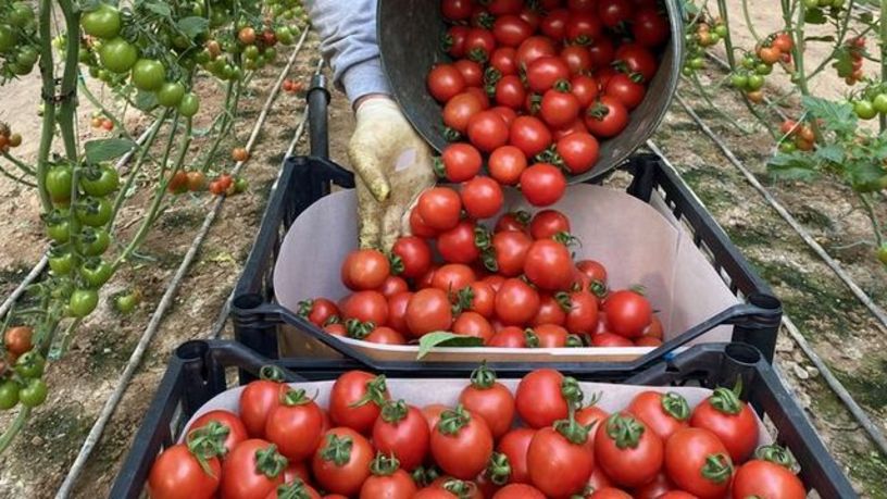 ABD, Meksika domateslerine yüzde 21 gümrük vergisi uygulayacak