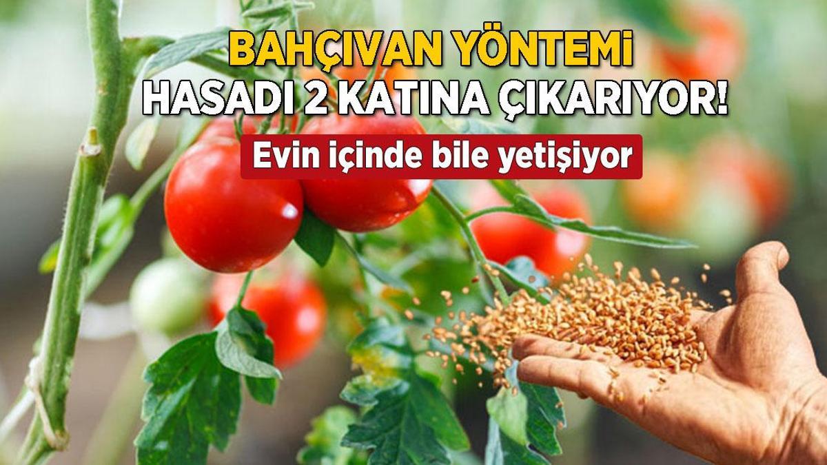 Bahçıvanların yöntemi sayesinde hasat 2 katına çıkacak! Evde bile tarla gibi oluyor