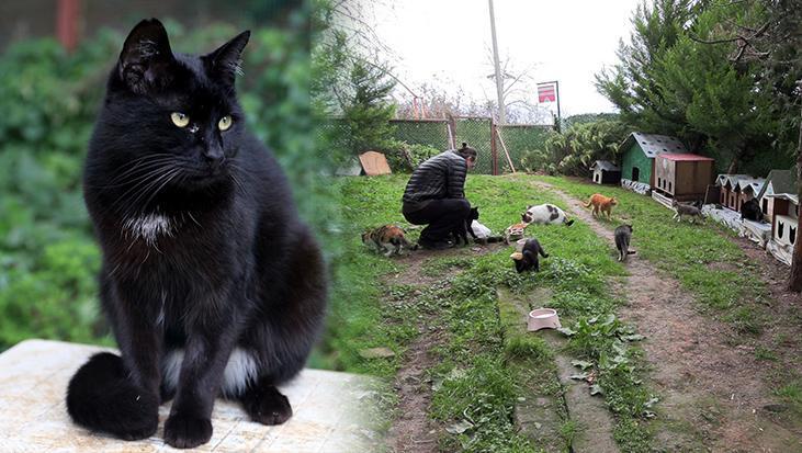 ‘Kedi Köyü’ için yeni adım! ‘Kitap sayımı çoğalttım’