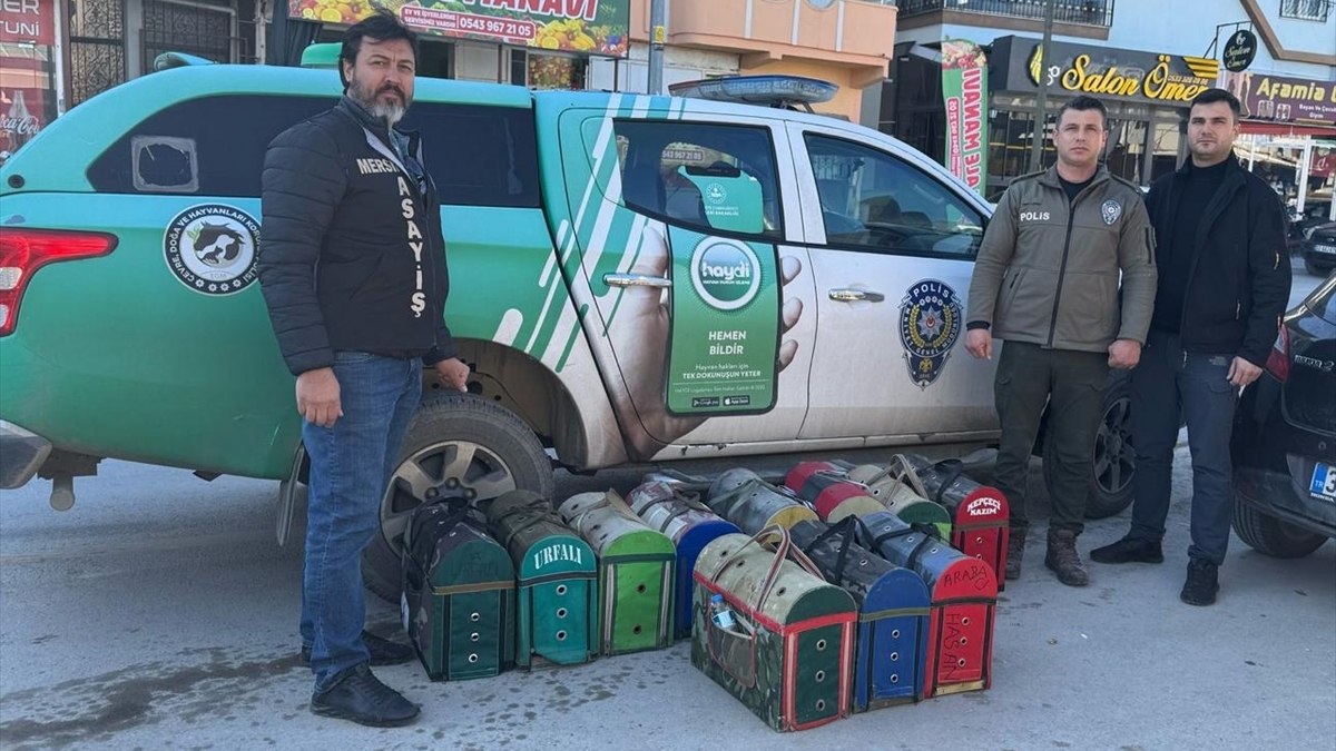Mersin’de horoz dövüşü baskını: 128 kişiye 1 milyon 194 bin lira ceza