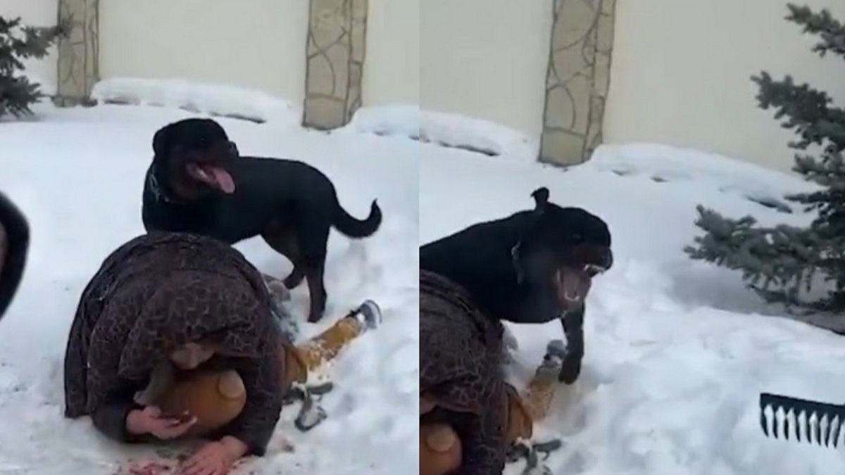 Rusya’da köpek saldırısına uğrayan kadın çocuğunu korumaya çalıştı