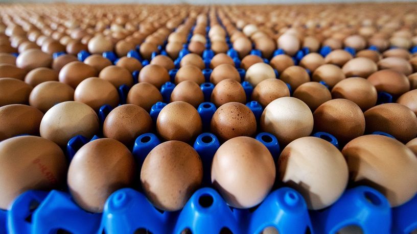 Yumurta üretimi 32 ayın en düşük seviyesinde